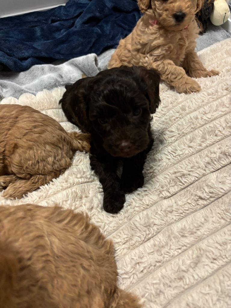 Cockapoo only 1 x Girl Chocolate Brown