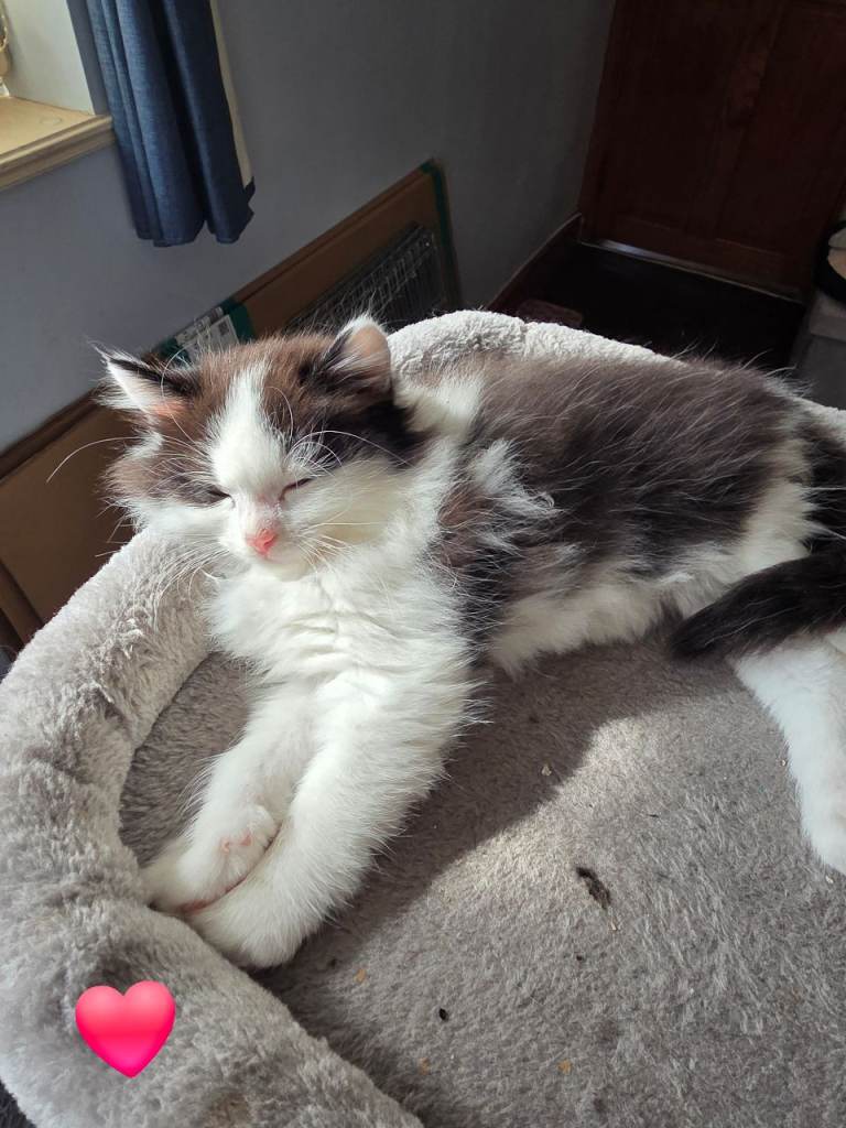 3 kittens for sale