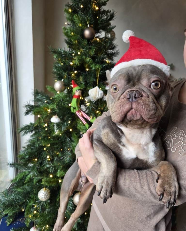 Beautiful blue french bull dog needs a home