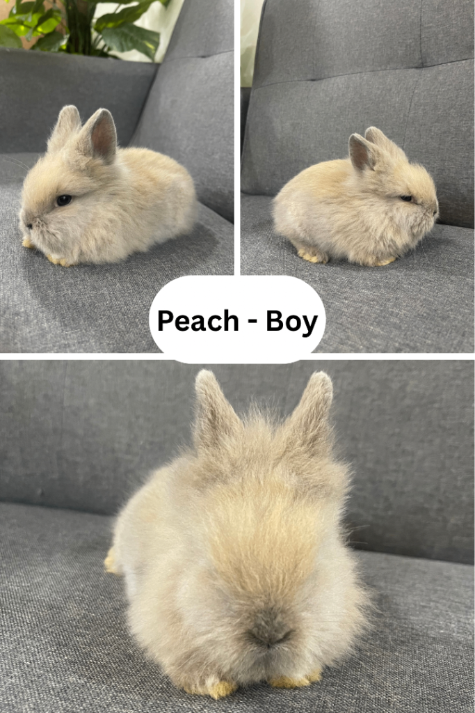 Adorable Lionhead Bunnies
