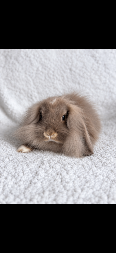 Lion Lop