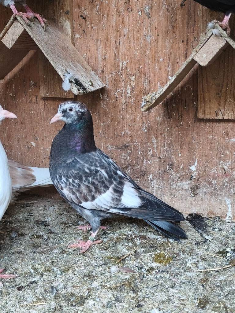 Rolling pigeons for sale 