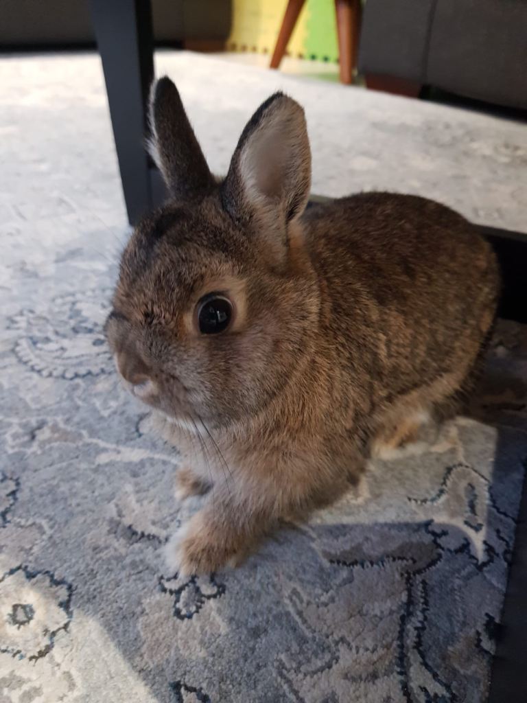 Netherland dwarf bread Rabbit
