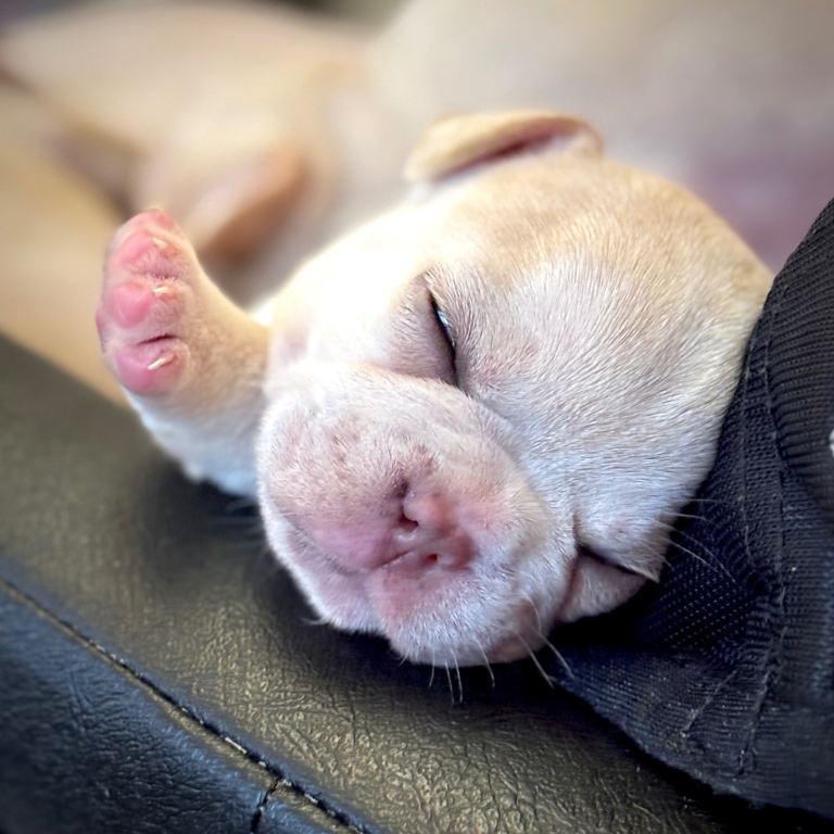 Boxer cross frenchie puppies £1200 each. 