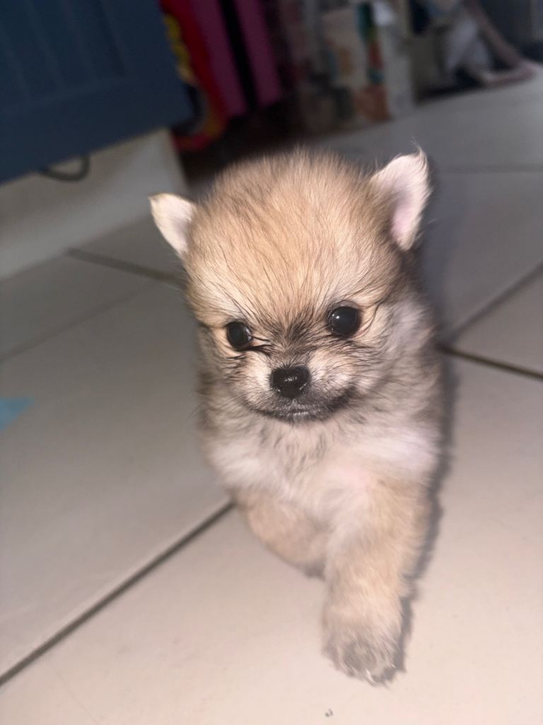 Pomchi puppy’s 🐾❤️