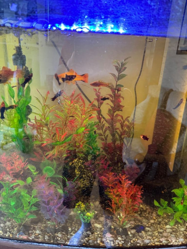Baby swordtails 