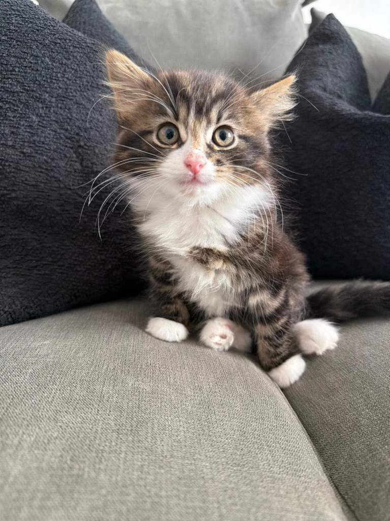 3 Kittens 