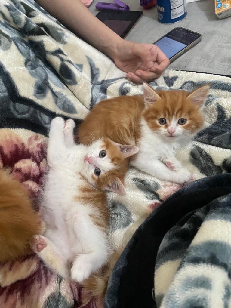 Kittens for Sale
