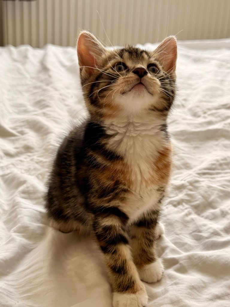 Loving kittens looking for their new forever home 