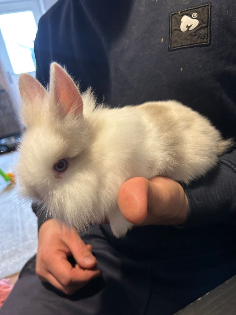 Double mane lionhead bunnies
