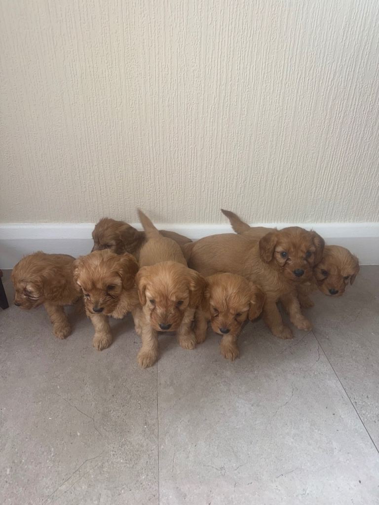 7 Cavapoo puppy’s for sale 