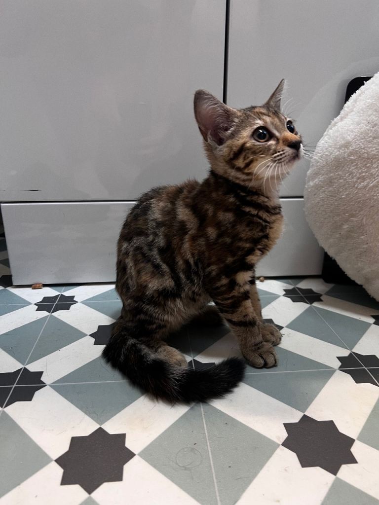 Tabby cat DSH