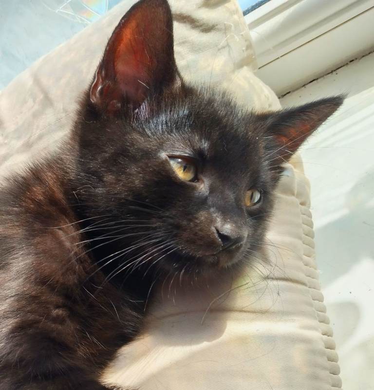 Black male British shorthair 