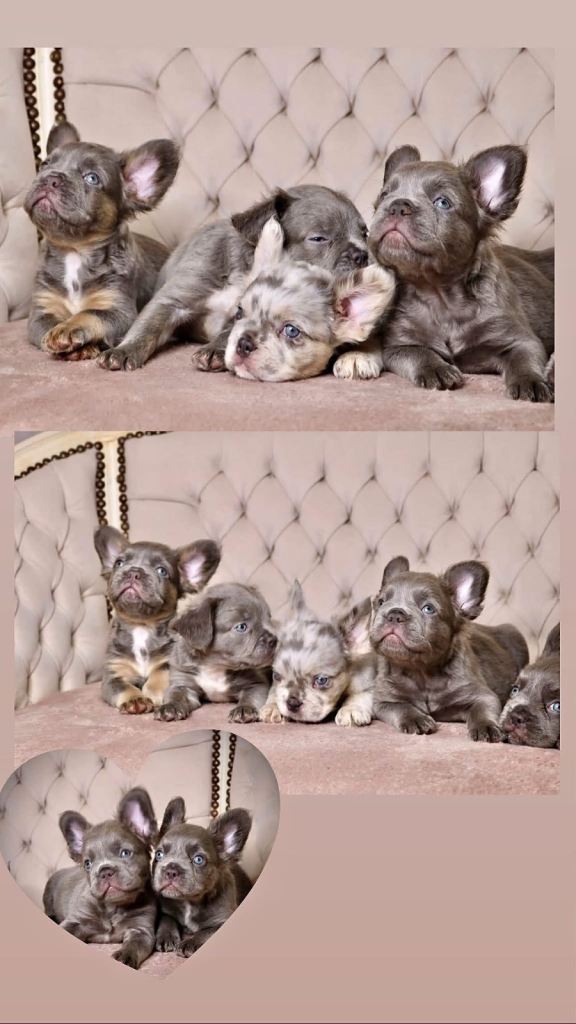 Visual fluffy French bulldogs