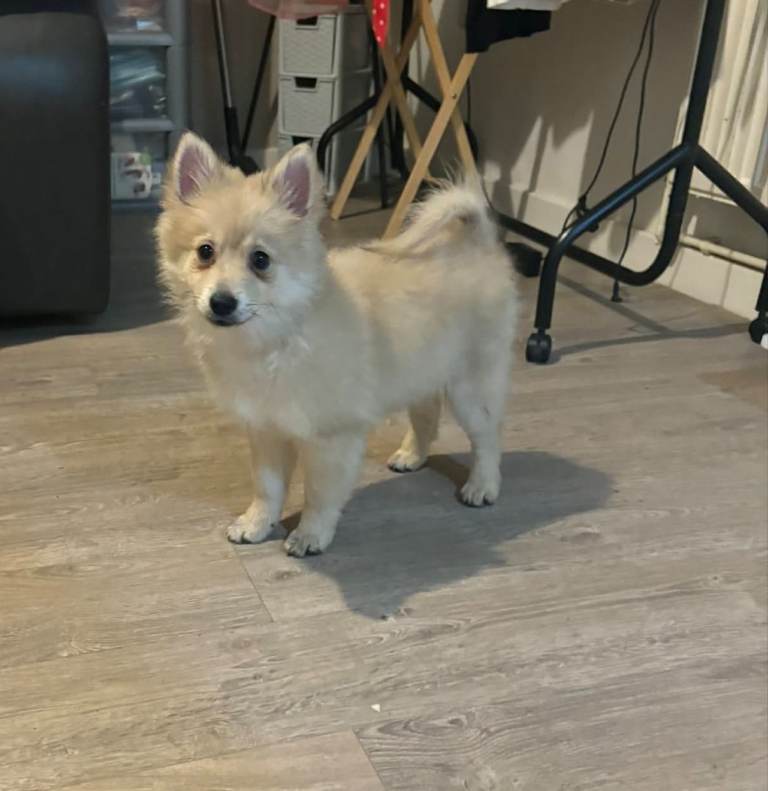 3/4 Pomeranian & 1/4 German Spitz.