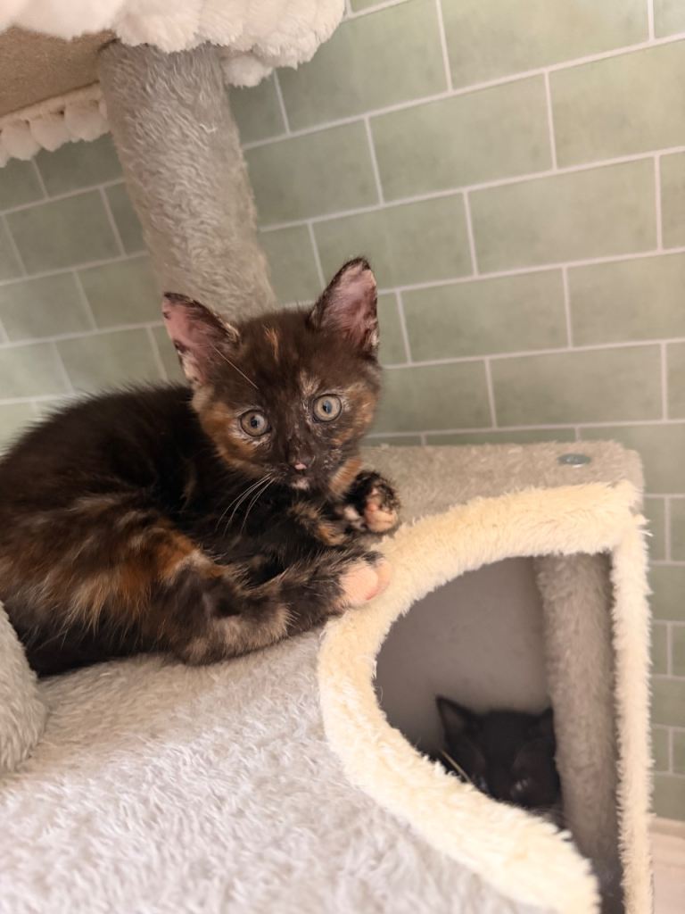 2beautiful kittens  first 4 photos 