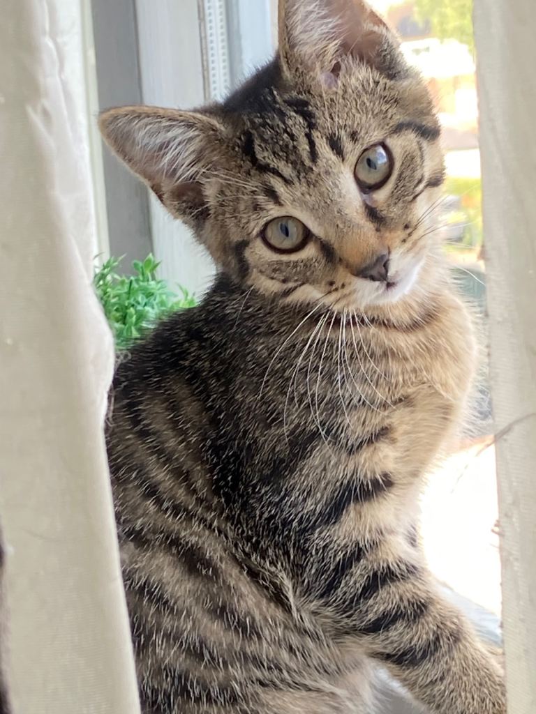 Gorgeous male Russian blue tabby X Bengal Kitten
