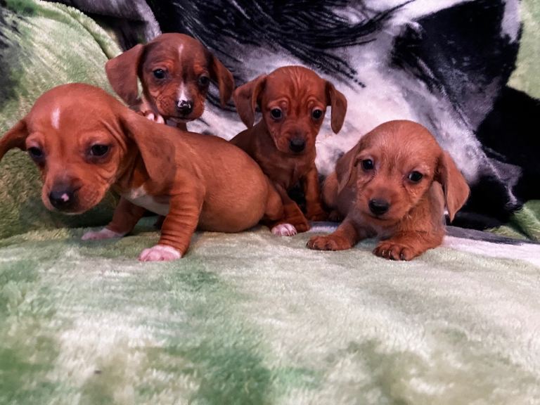Miniature dachshund puppies 