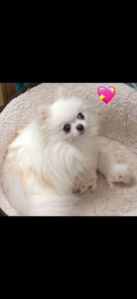 Pomeranian puppy looking for its forever home 