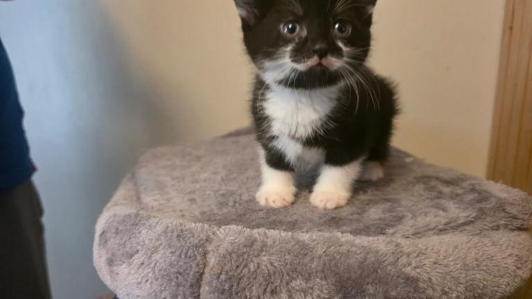Beautiful female kittens for forever home