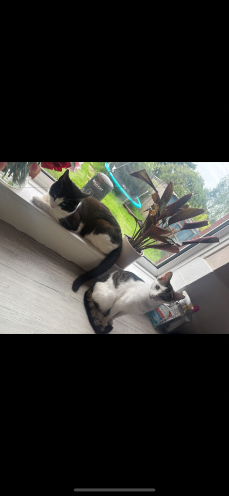 Cats