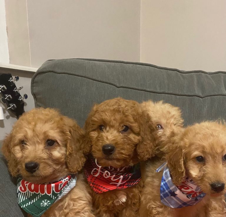 Cockapoo puppies 11 weeks old
