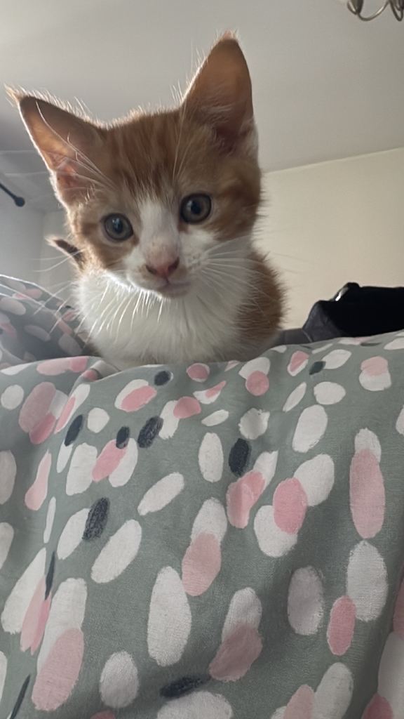 Kittens ready for homes 