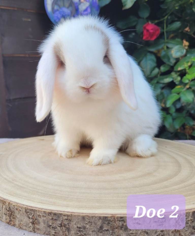 Purebred mini lop bunnies & Adults available 