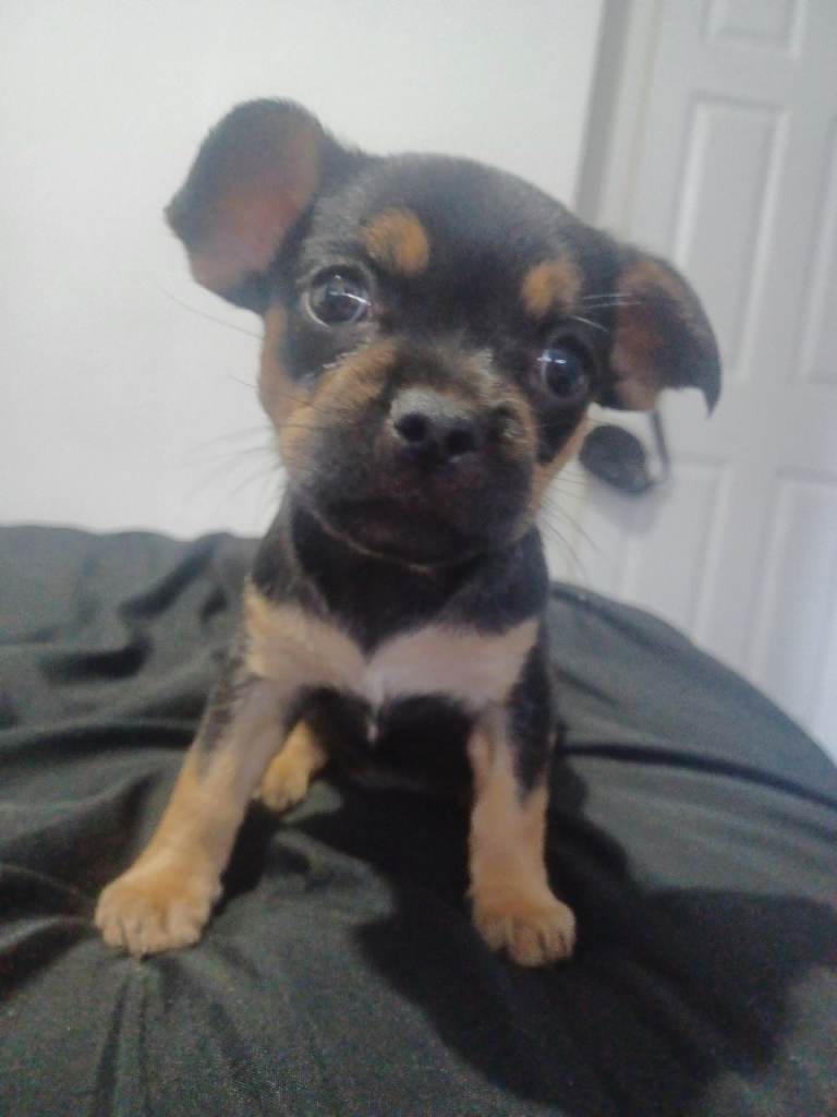 Frenchie x chihuahua mixed breed 