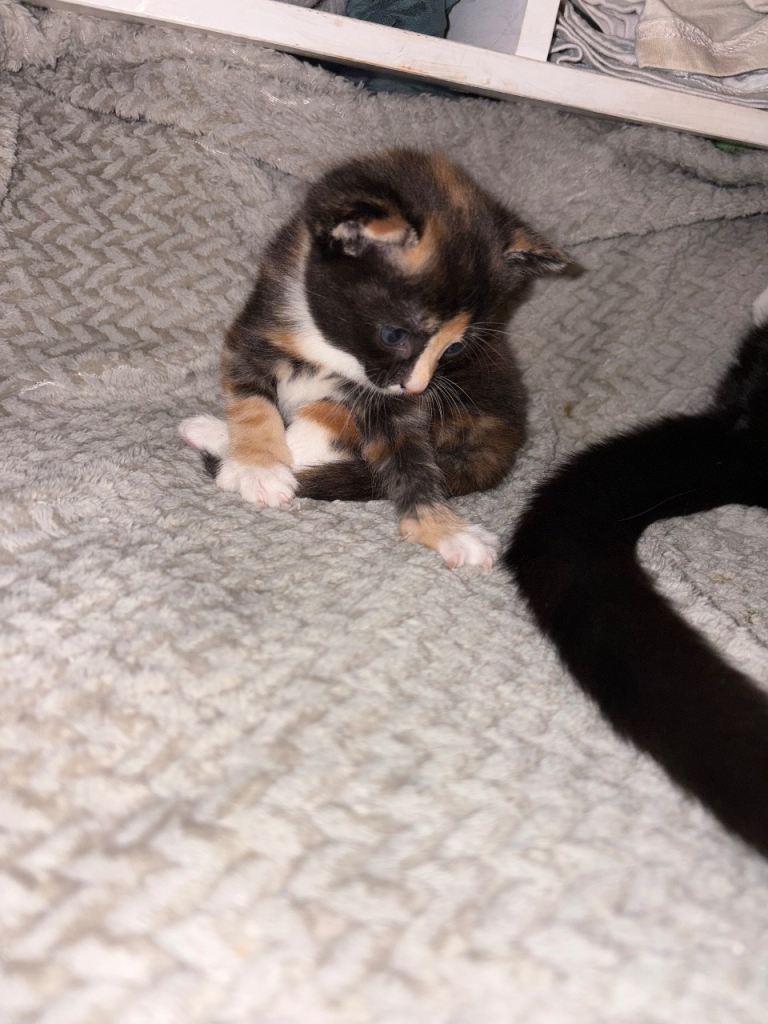 4 kittens, 3 boys, 1 girl