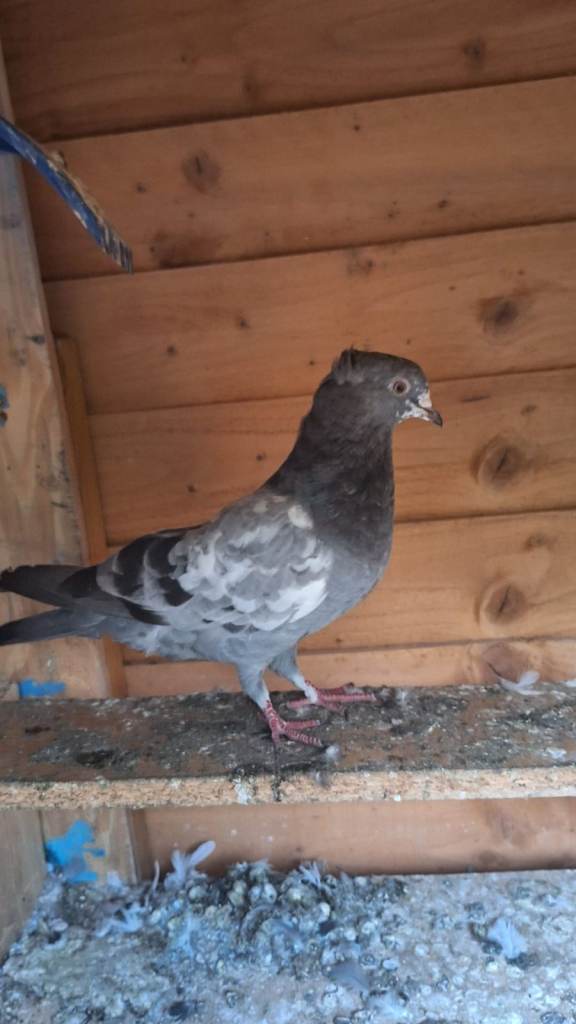 High-flyers and racer pigeon