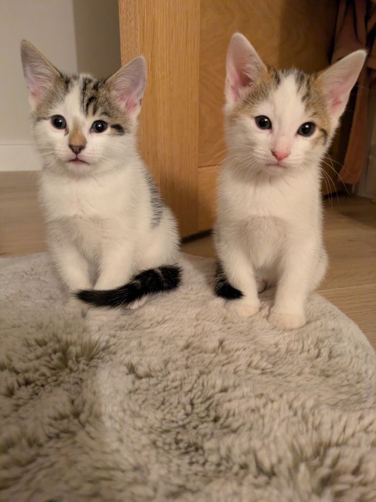 Two lovely male kittens