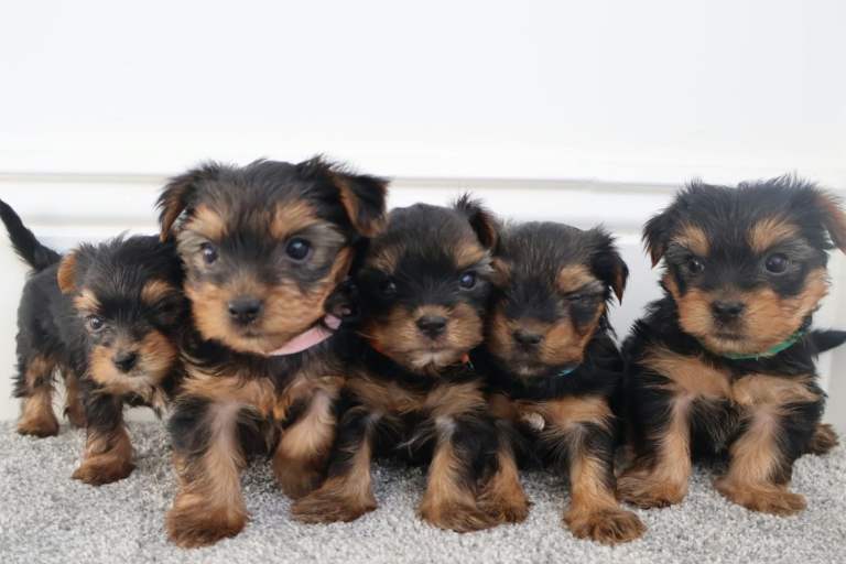 Adorable Yorkshire Terrier Puppies – 5 Available from 11 November
