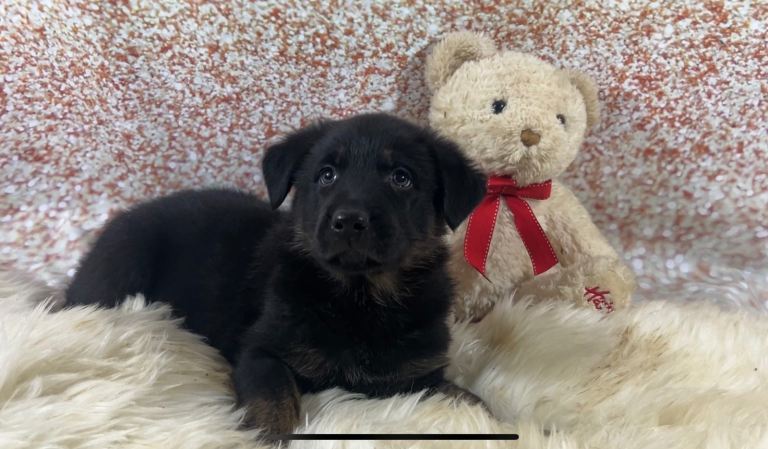 Beautiful German shepherd x Labrador puppies