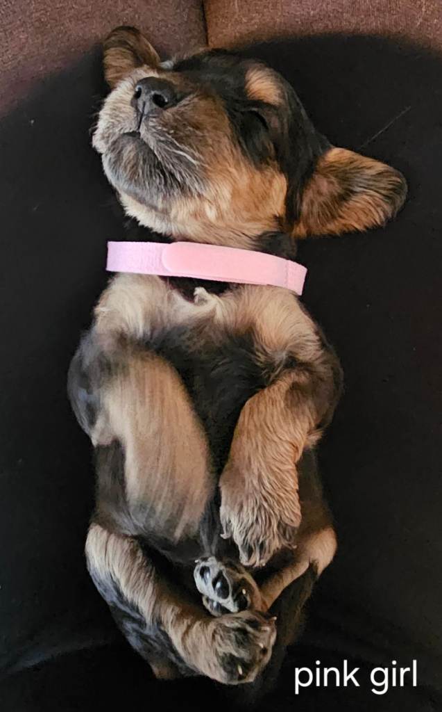 Beautiful F1 Cockapoo Puppies 6girls and 4boys