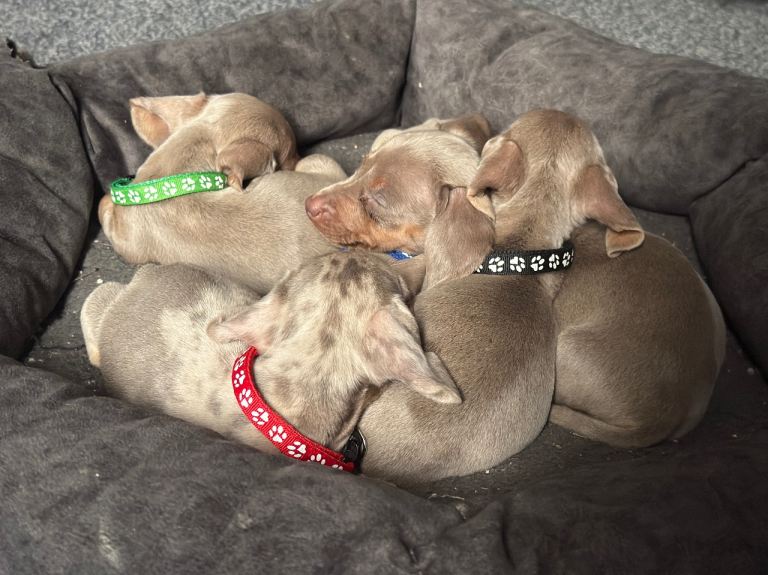 5 miniature dachshunds puppies all male 