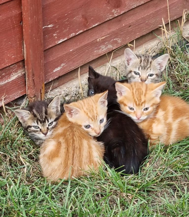Cute Kittens Looking for new home 