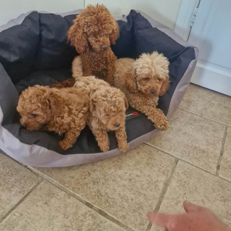 Toy poodle puppies 