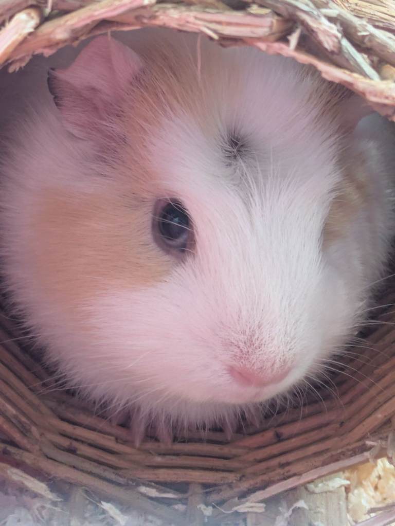 2 female guinea pigs with cage and all accessories.