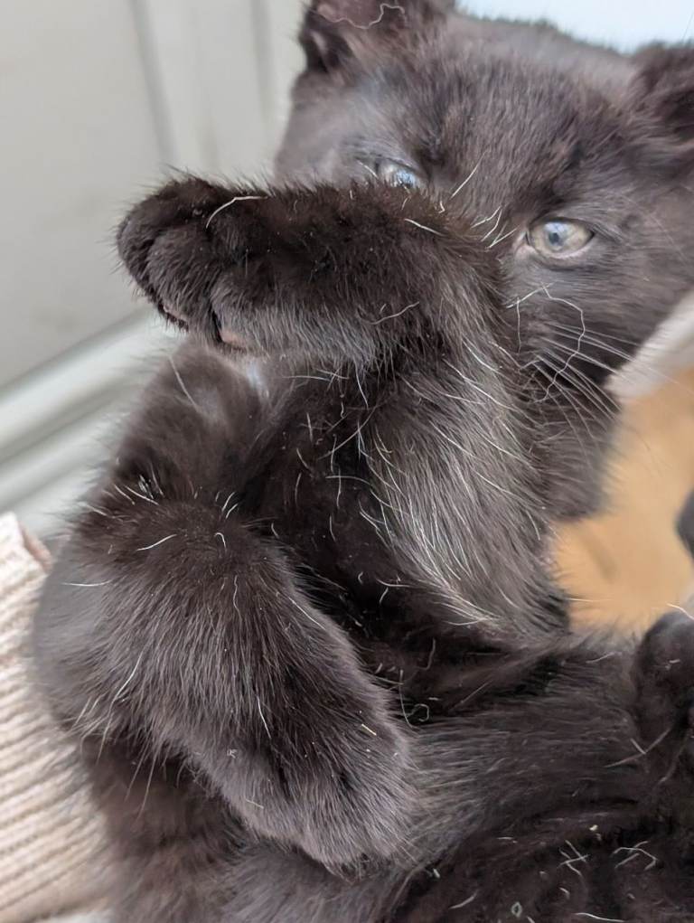 Female kitten for sale