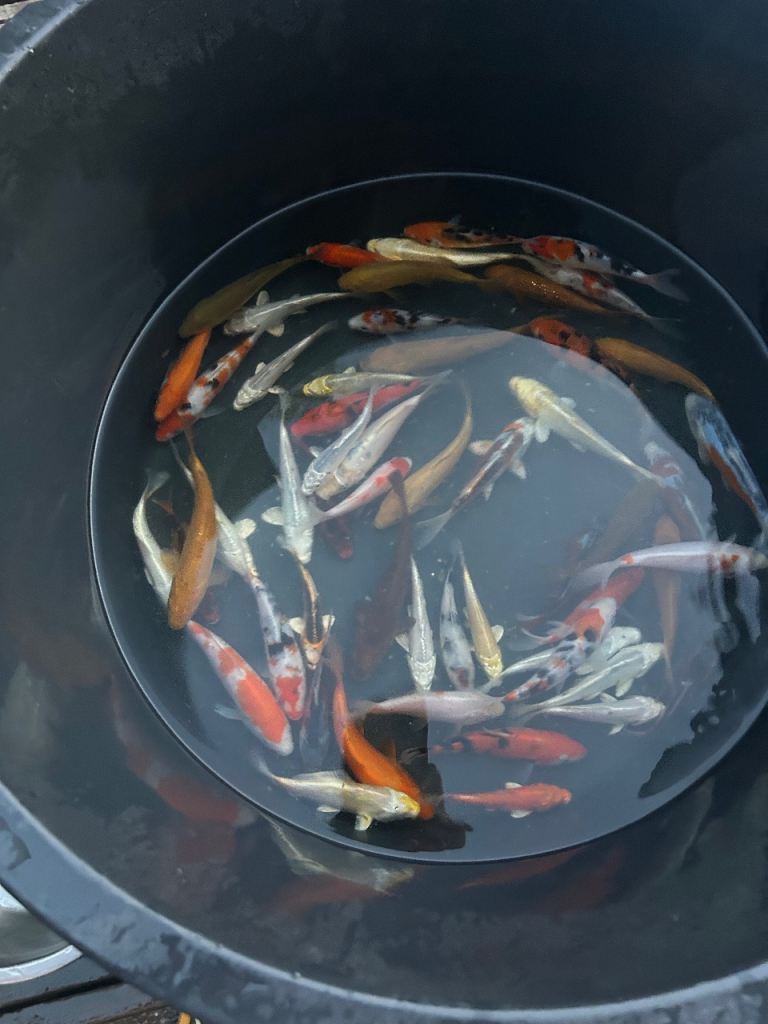 Koi for sale