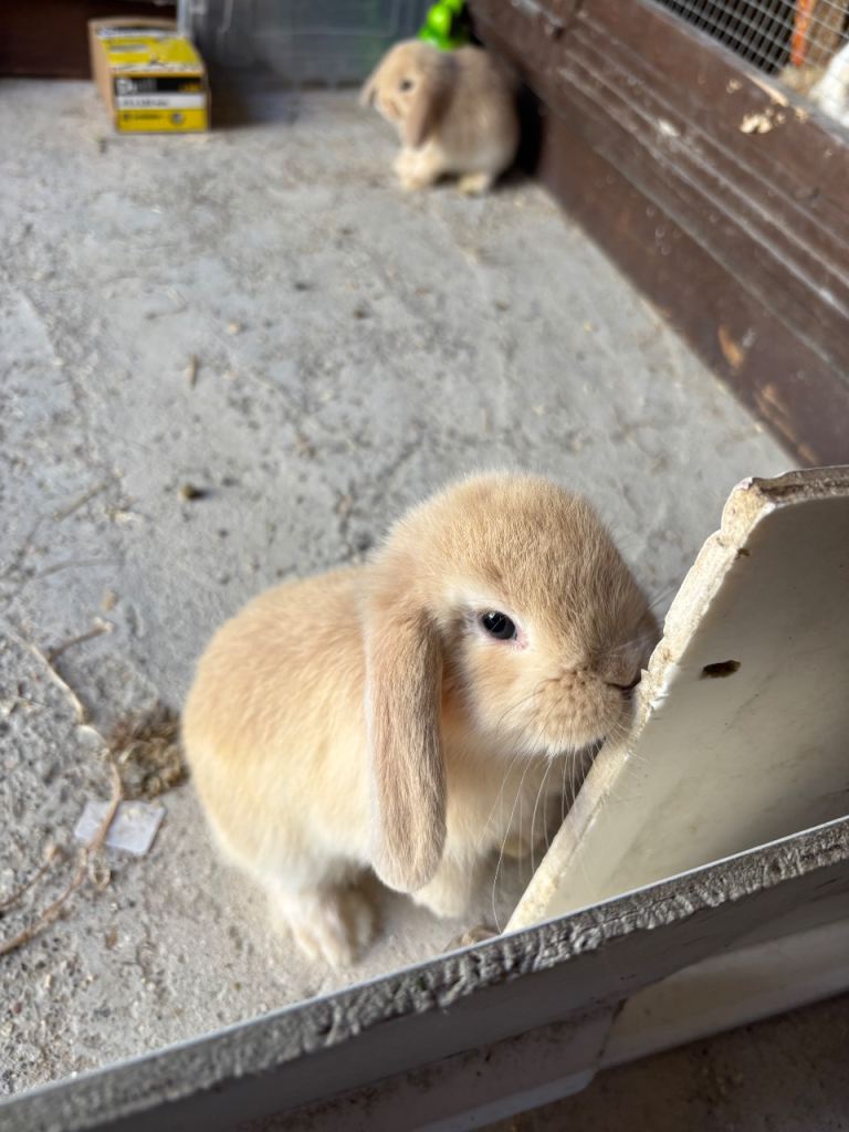 Pure mini lop baby bunnies 
