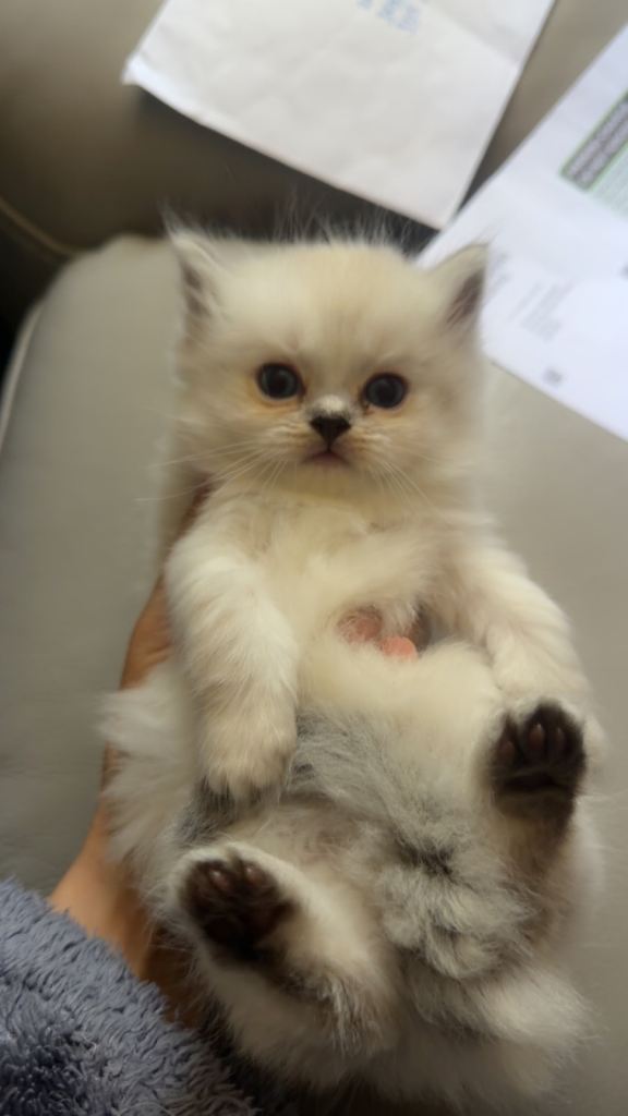 Adorable Ragdoll × Persian Chinchilla kitten 🐾
