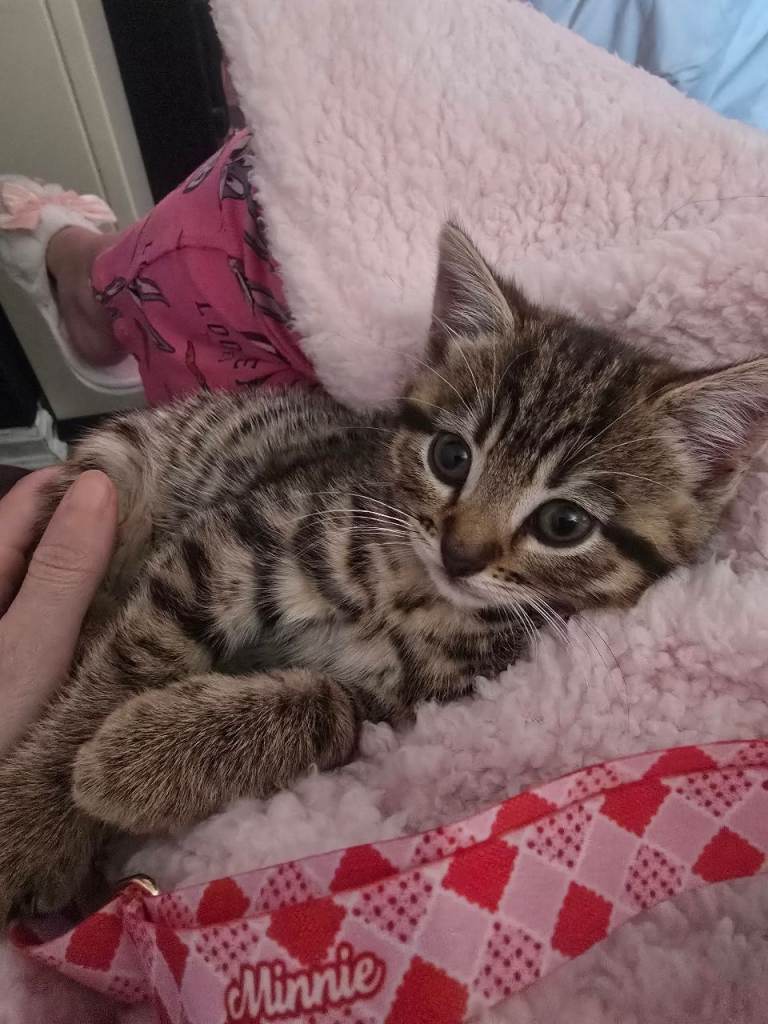 Female kitten with everything for sale 