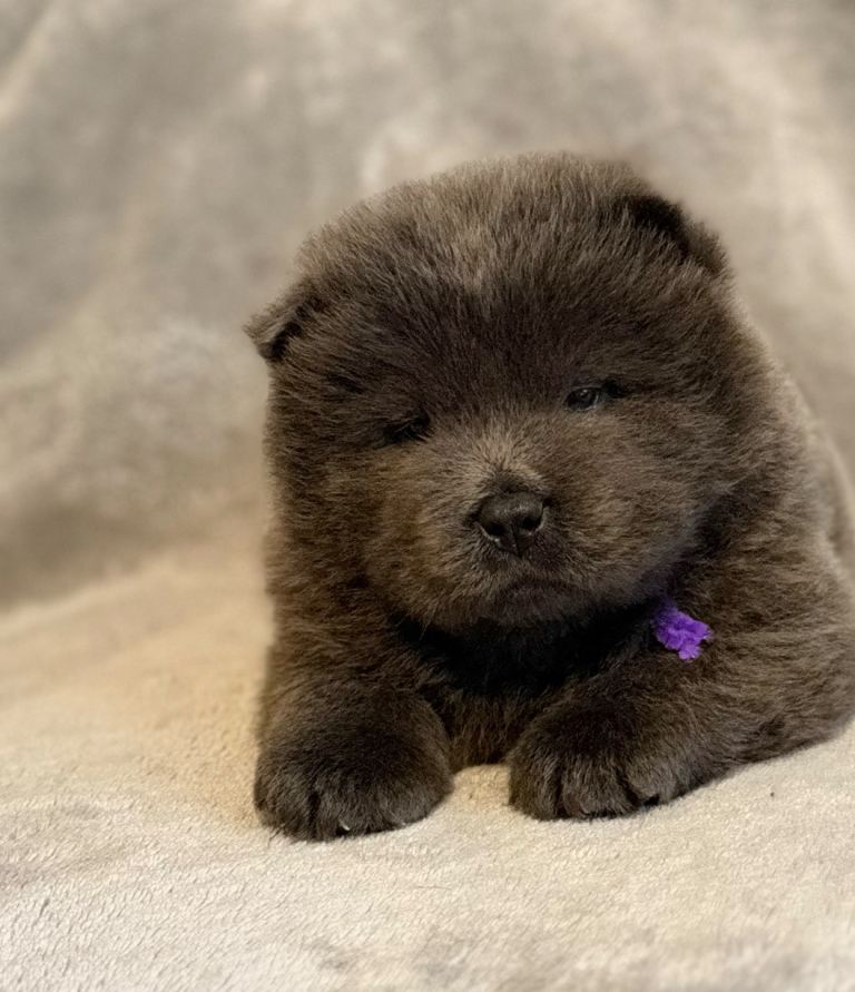 KC Reg Chow chow Males
