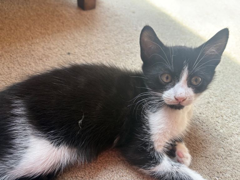 Kittens for sale 