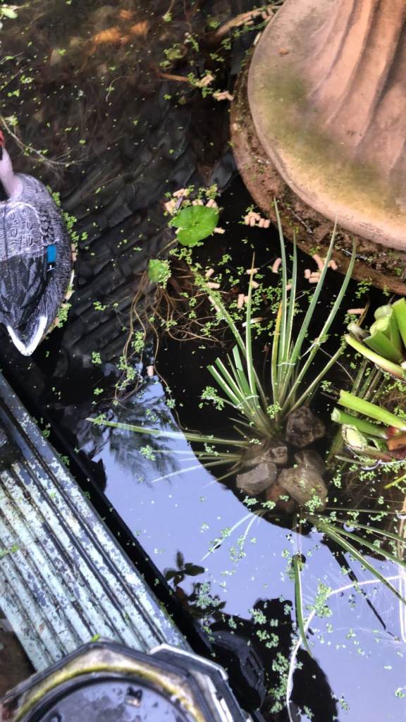 Pond closing down joblot