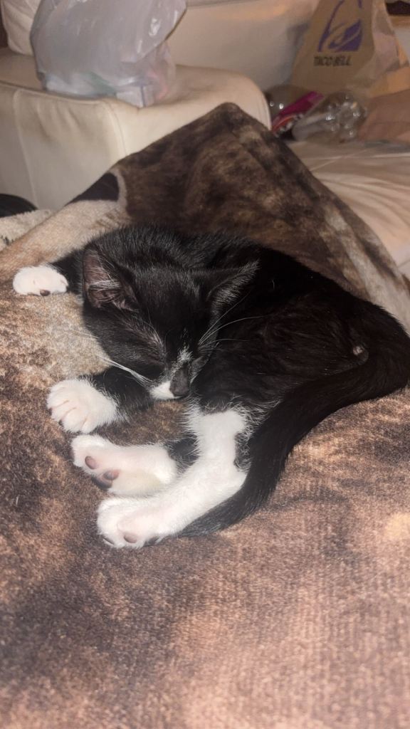 Kitten for sale