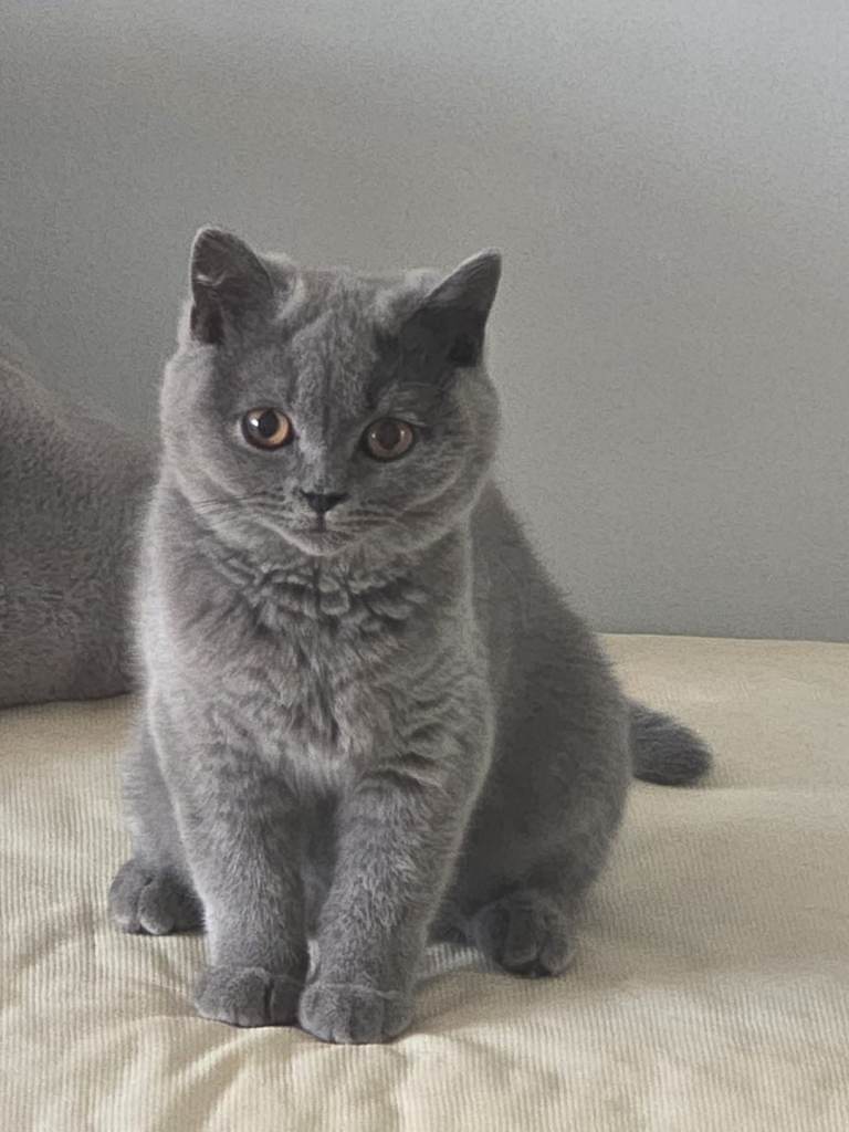 BRITISH BLUE SHORTHAIR