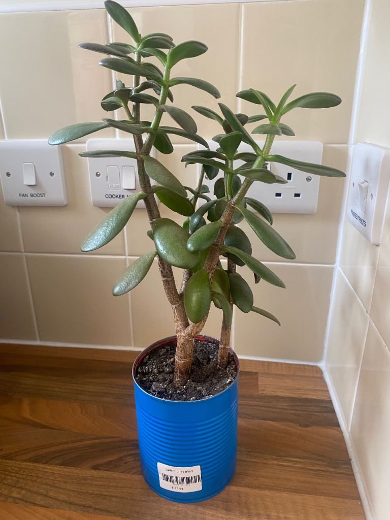 Healthy Jade Plant in Blue Recycled Pot – 40cm Tall